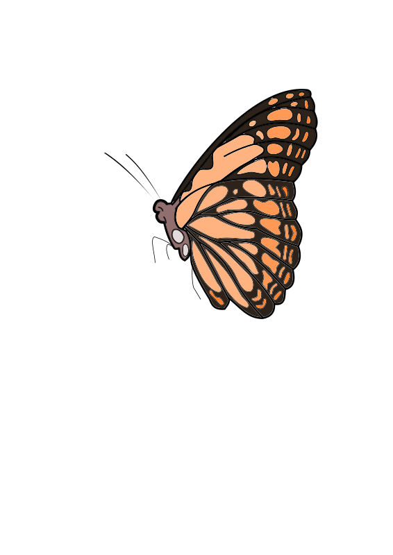 Butterfly