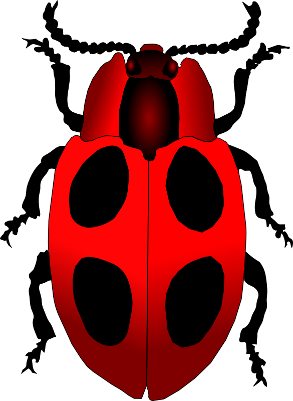 ladybug