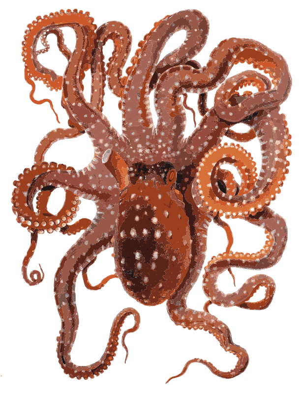 Request Cute Octopus