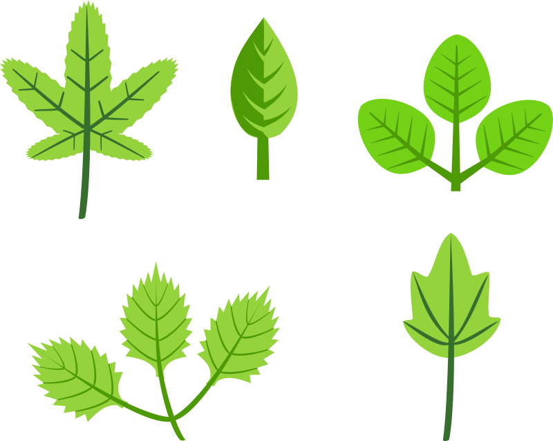 Set of leaves