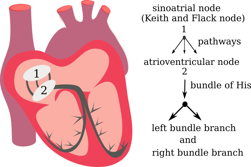 heart electrical system