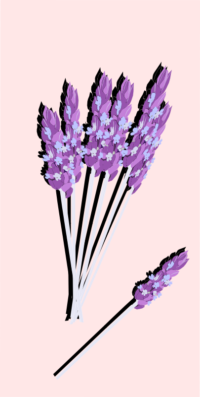 lavender02
