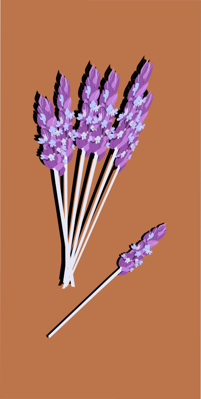 lavender04