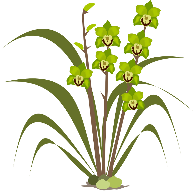 cymbidium