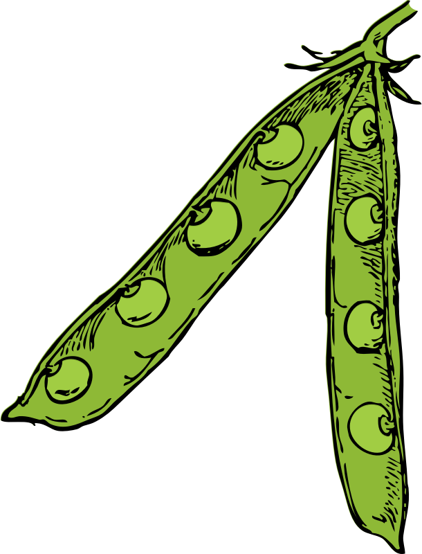 pea pod - color