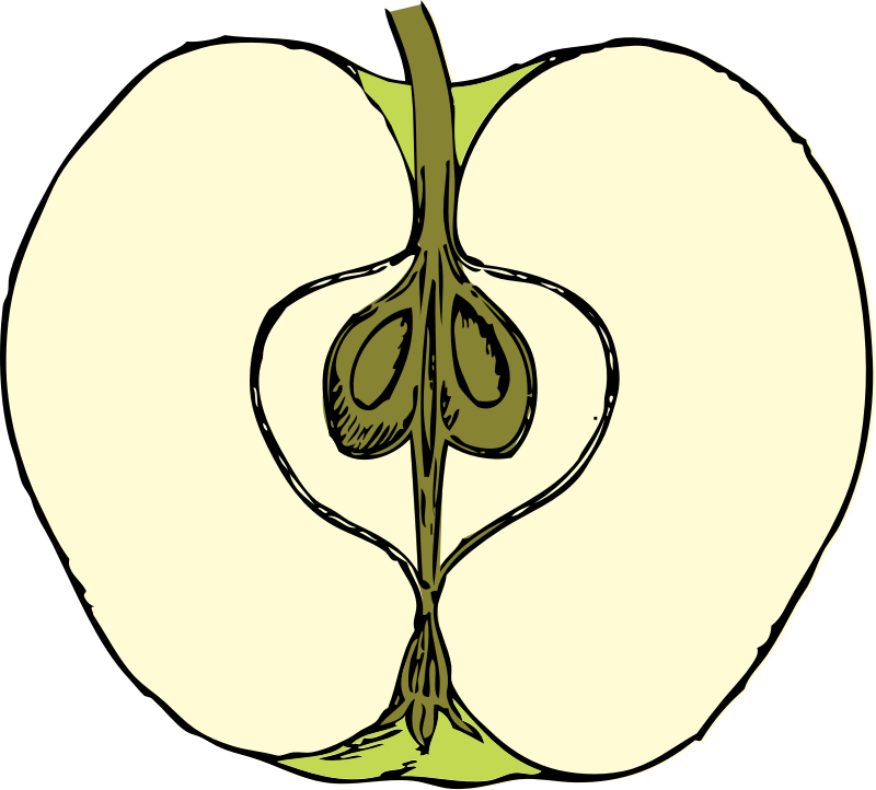 apple in cross section - color