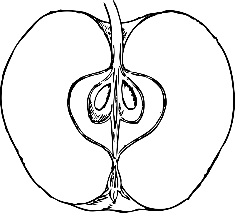 apple in cross section 1