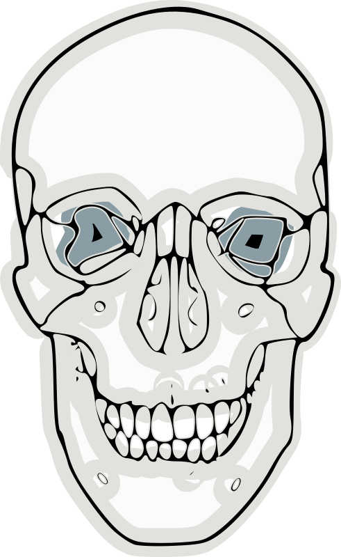 digitalized human skull