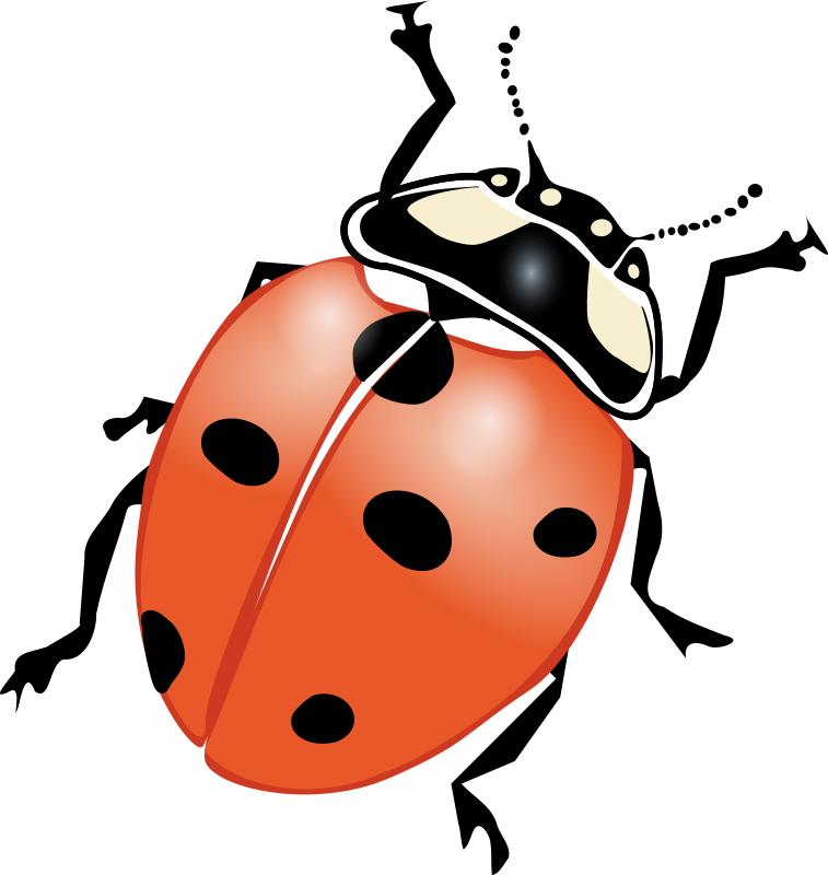 ladybug