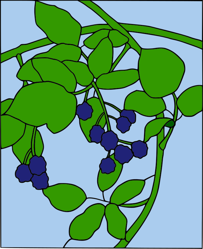 Colored Blackberry motif