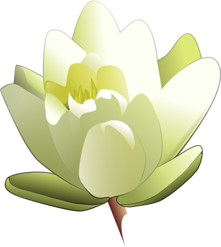 Water Lily