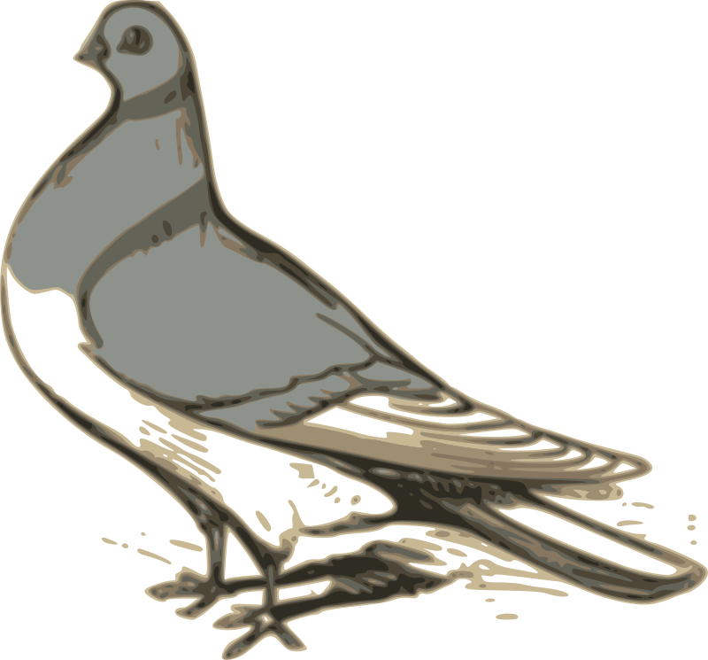 pigeon illustration