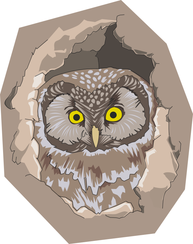 Boreal owl