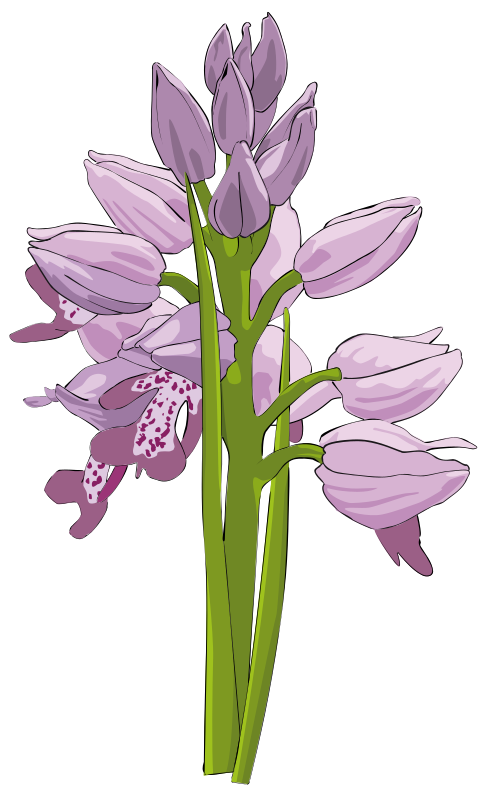 Wild Orchid