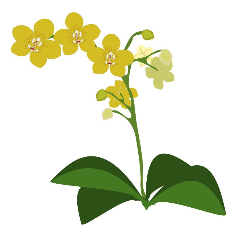 Phalaenopsis