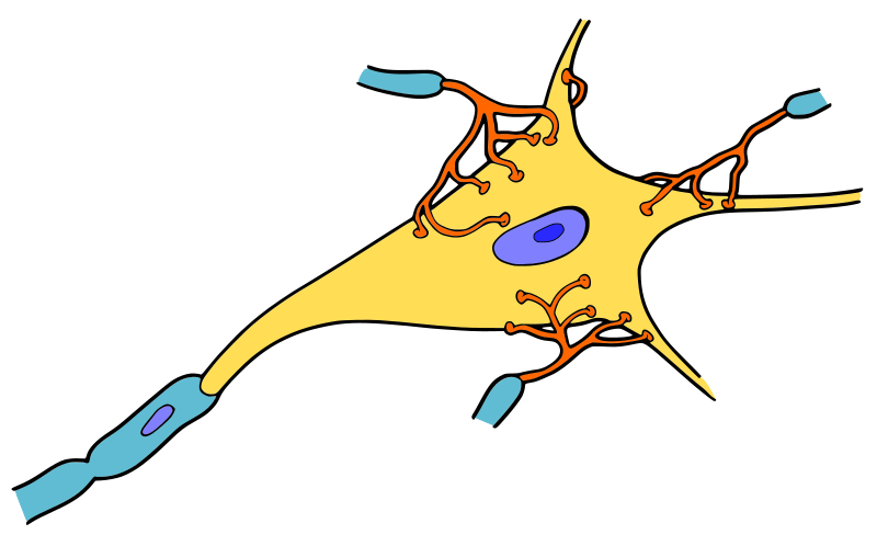 Neuron