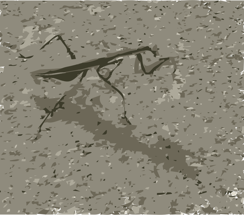 Praying Mantis