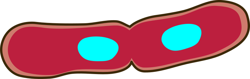 Fission of bacteria