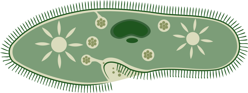 Paramecium caudatum