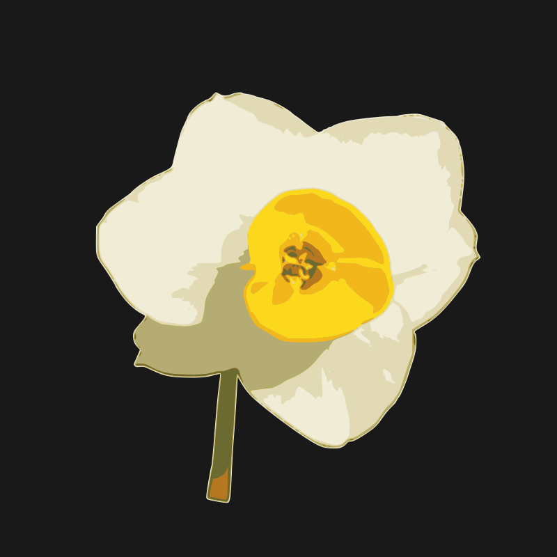 daffodil