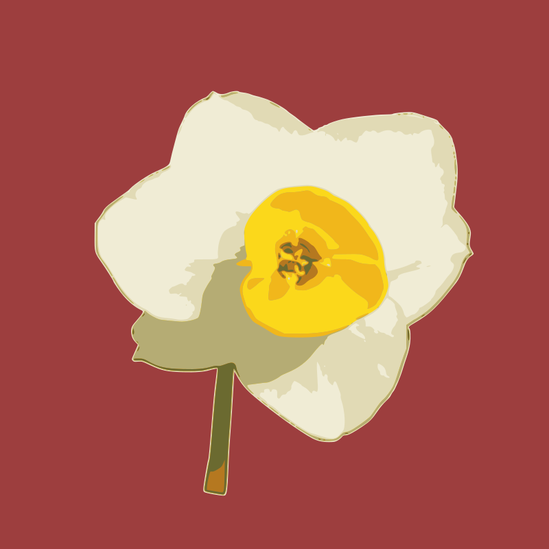 daffodil 02