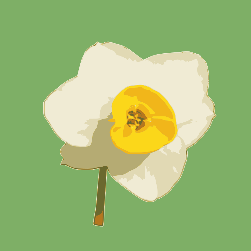 daffodil 04