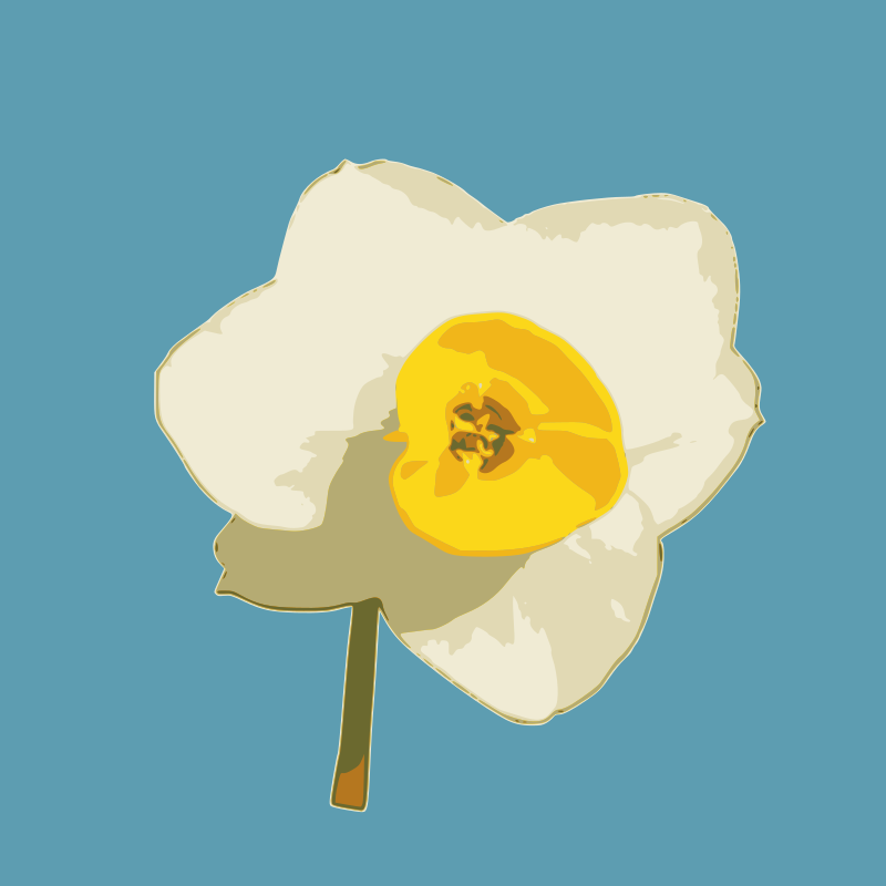 daffodil 05