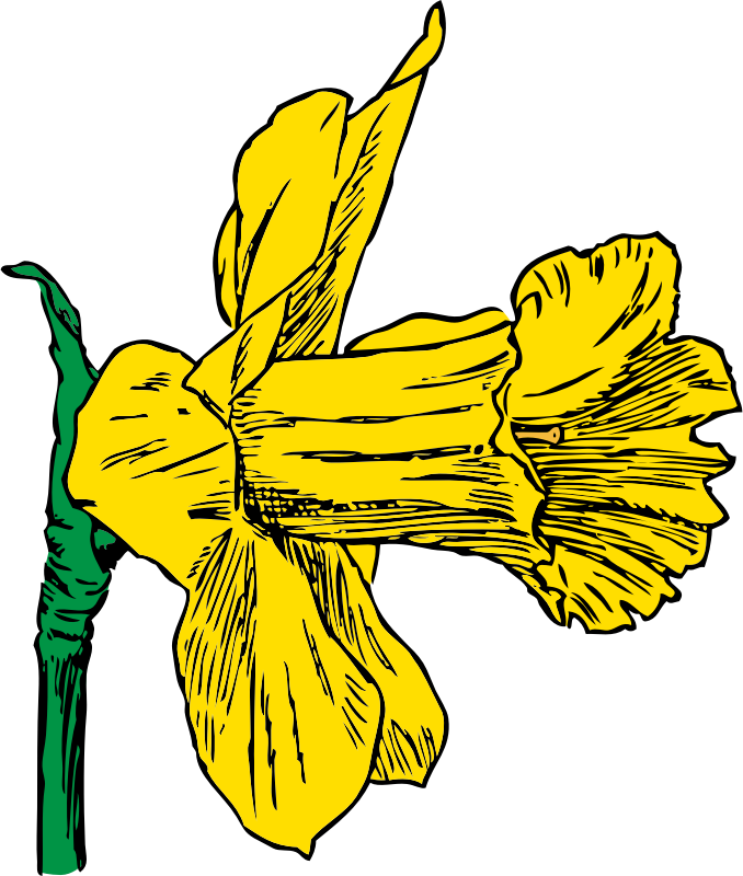 daffodil