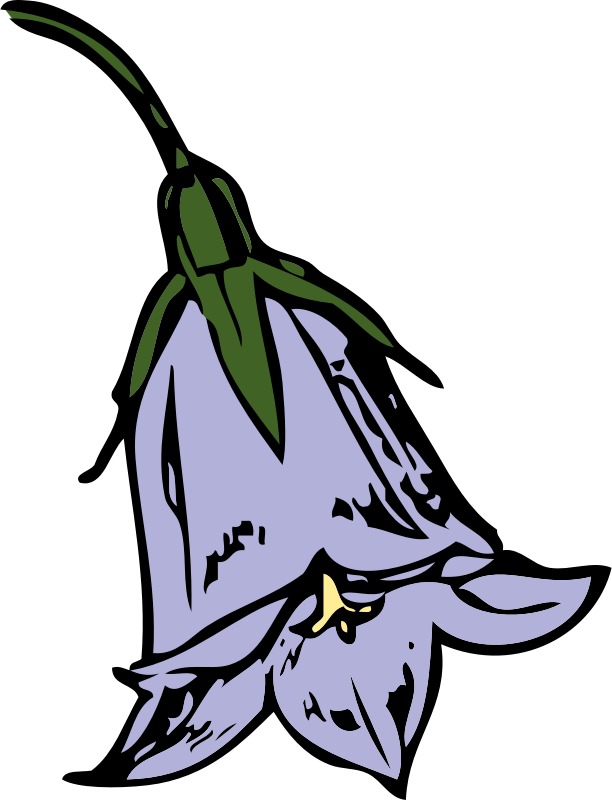 harebell