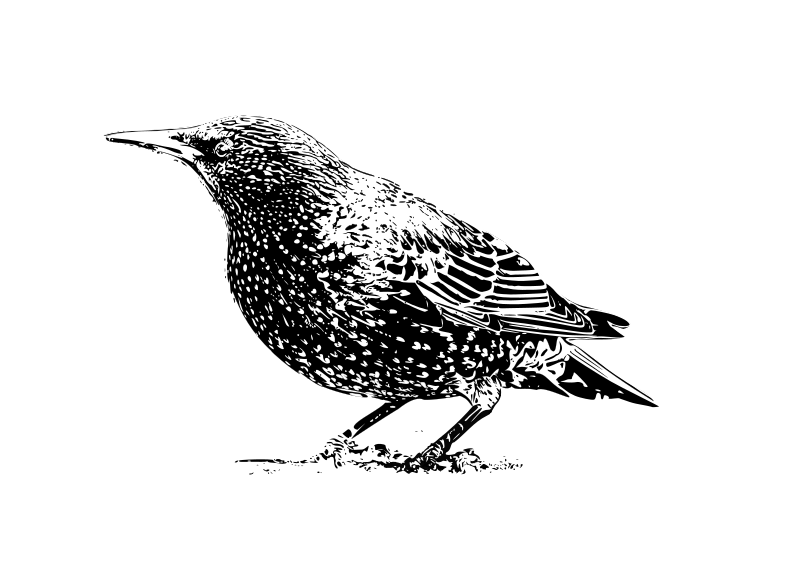 starling b&w