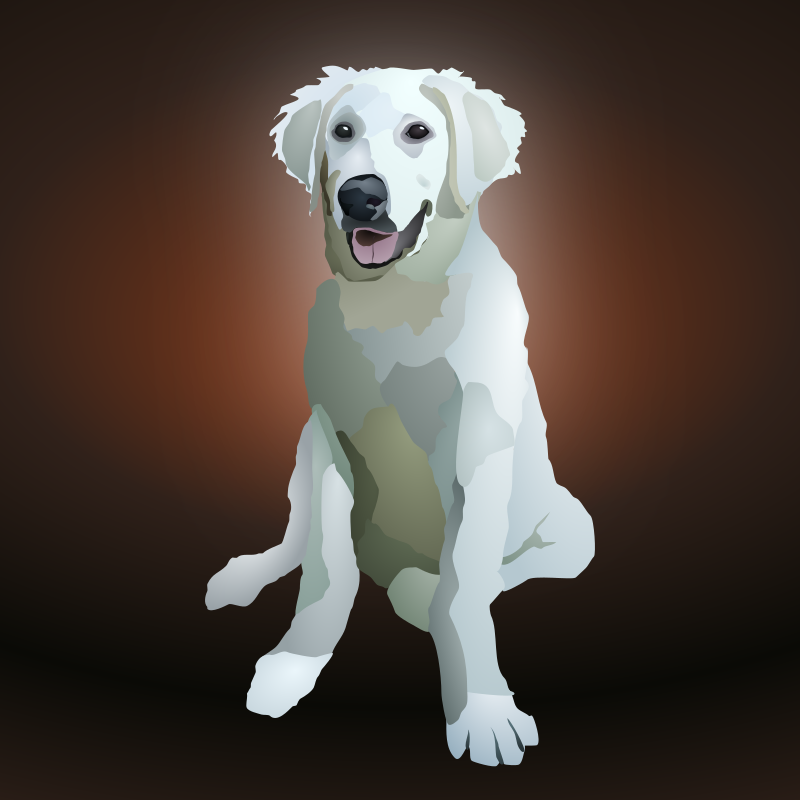 kuvasz