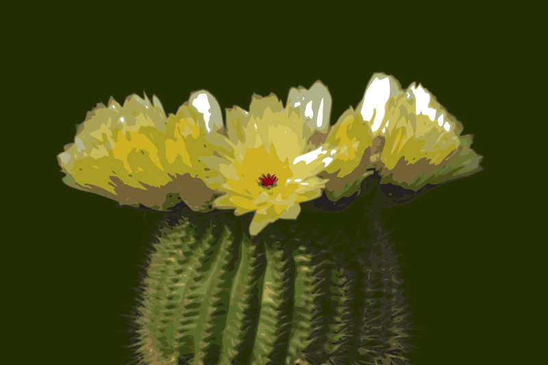 Cactus-flower 02