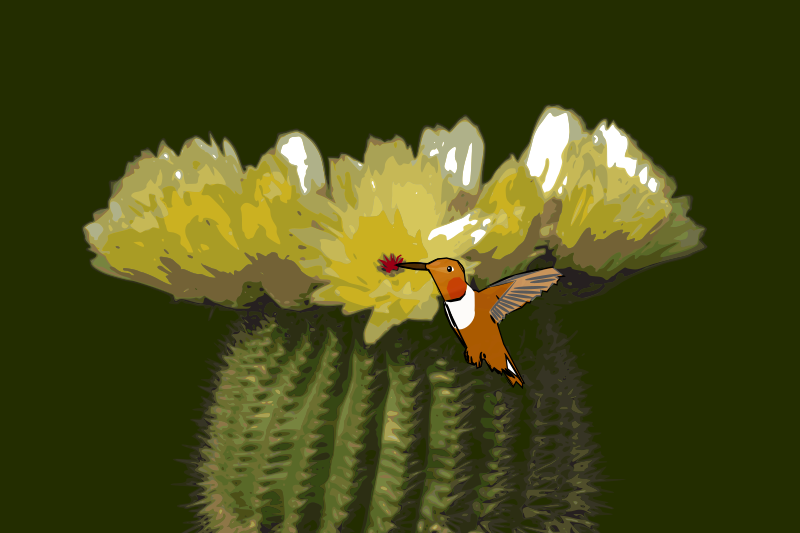 Cactus-hummingbird