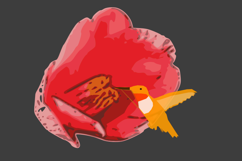 Camellia-hummingbird