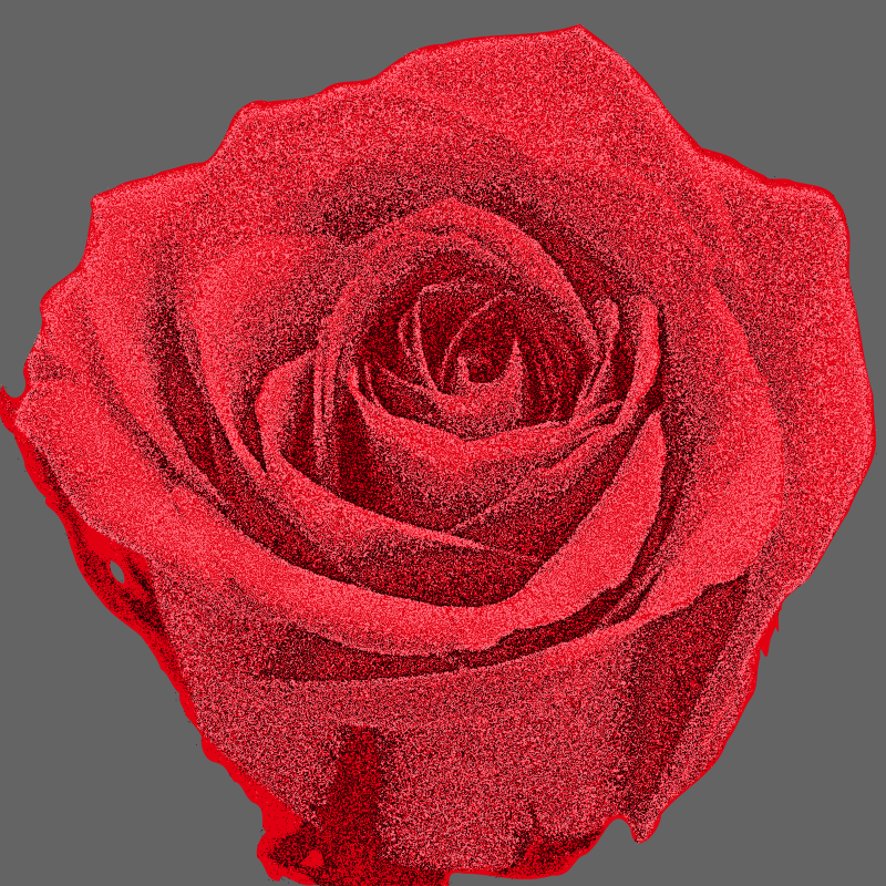 red rose 