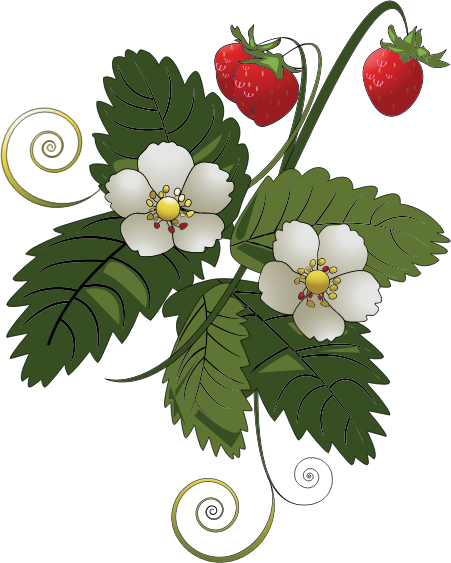 Strawberry Plant