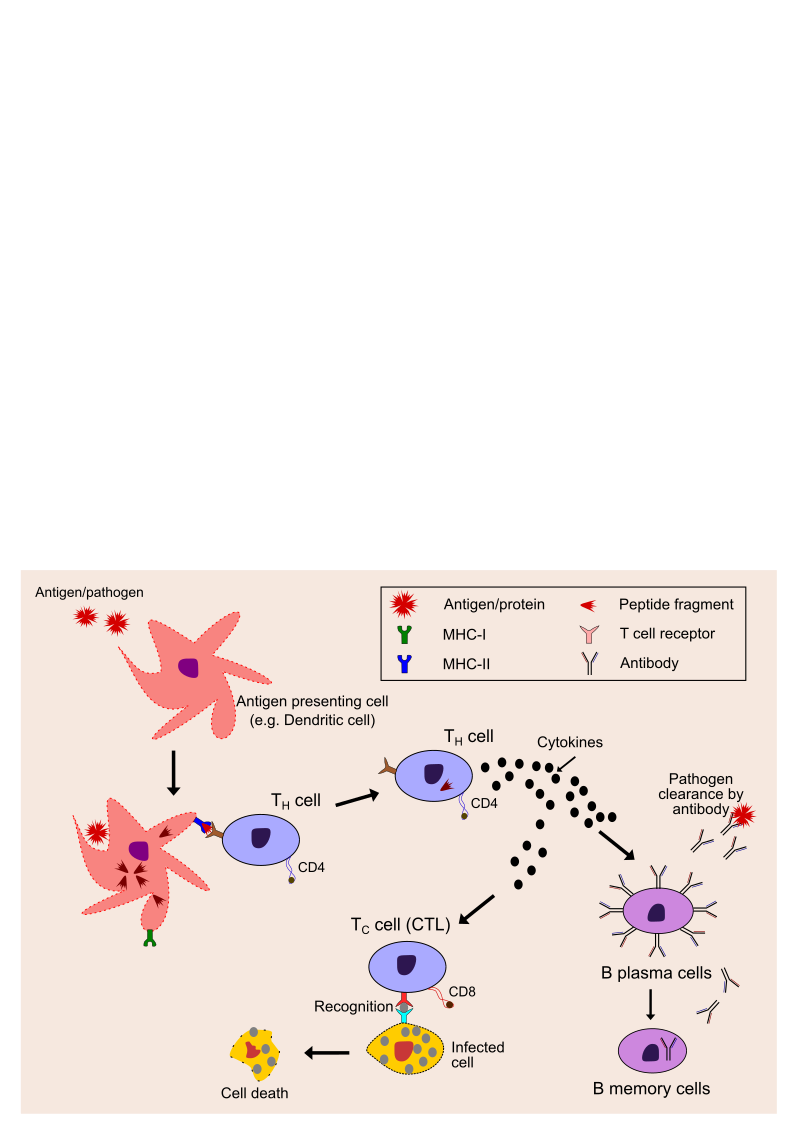 Immune system