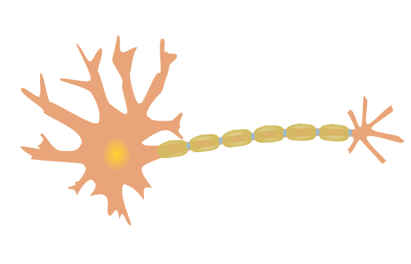 single-neuron