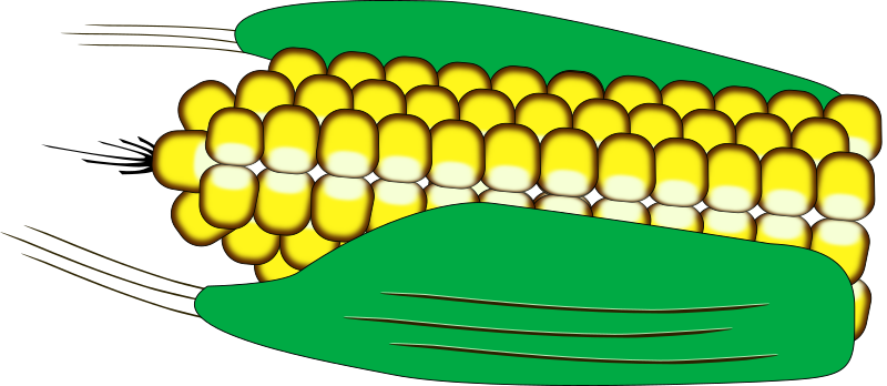 Maiskolben