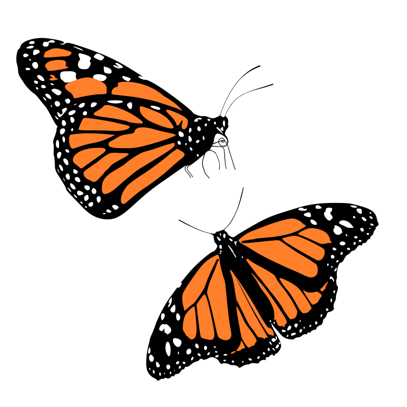 Monarch butterflies