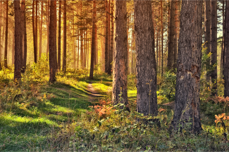 September In The Forest