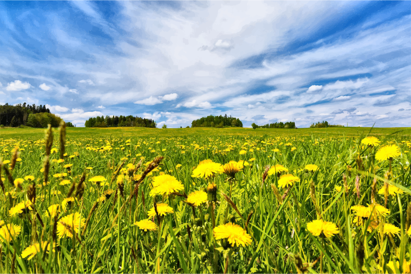 Dandelion Field In Spring