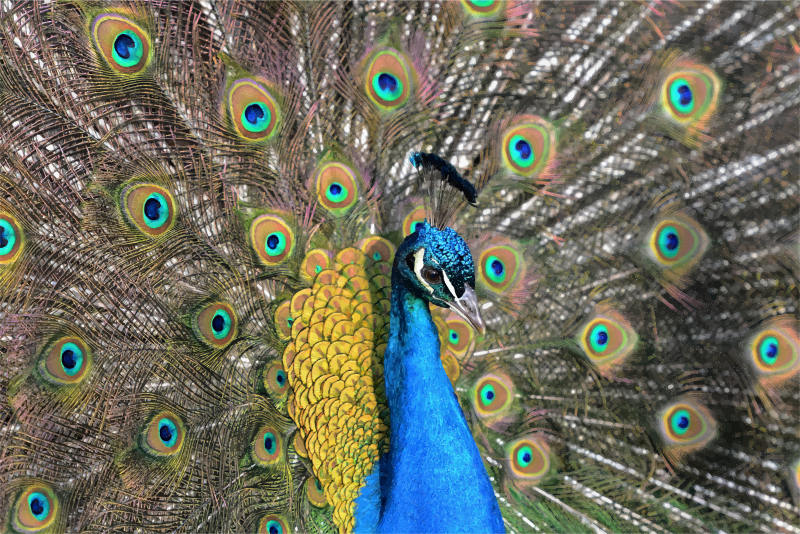 Peacock