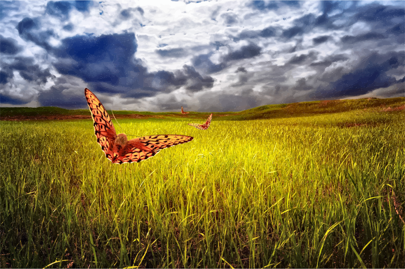 The Field, Sky And Butterflies