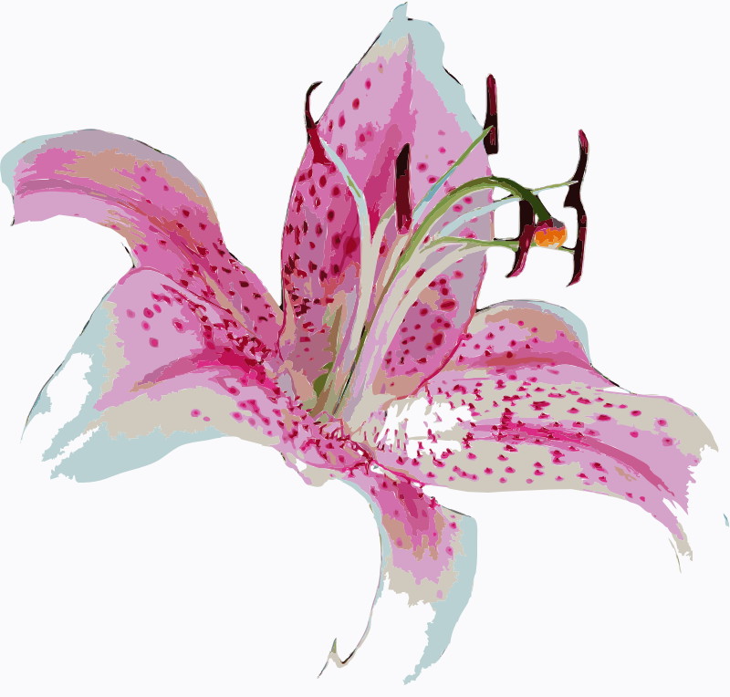 stargazer Lilly