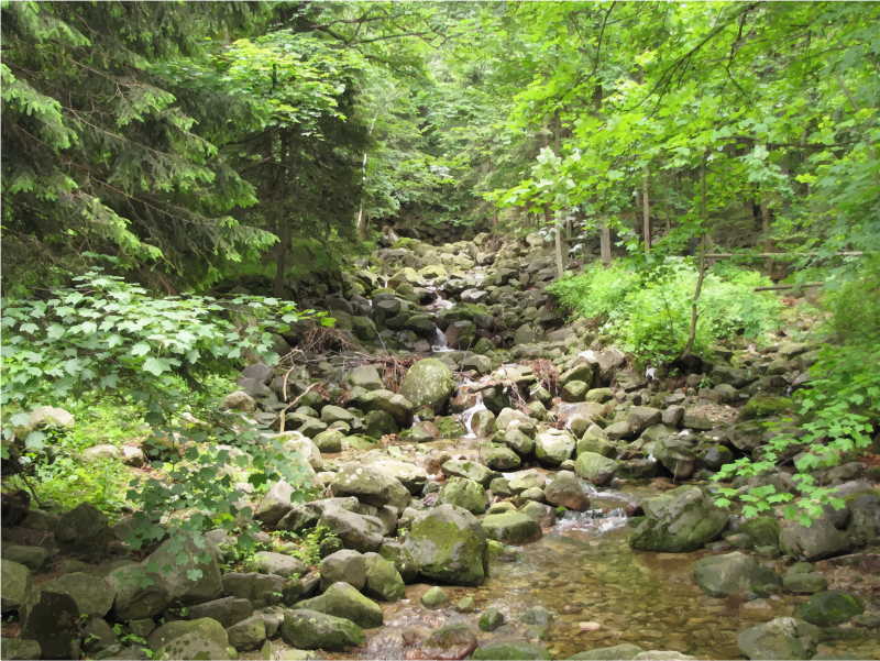 Peaceful Creek In The Woods