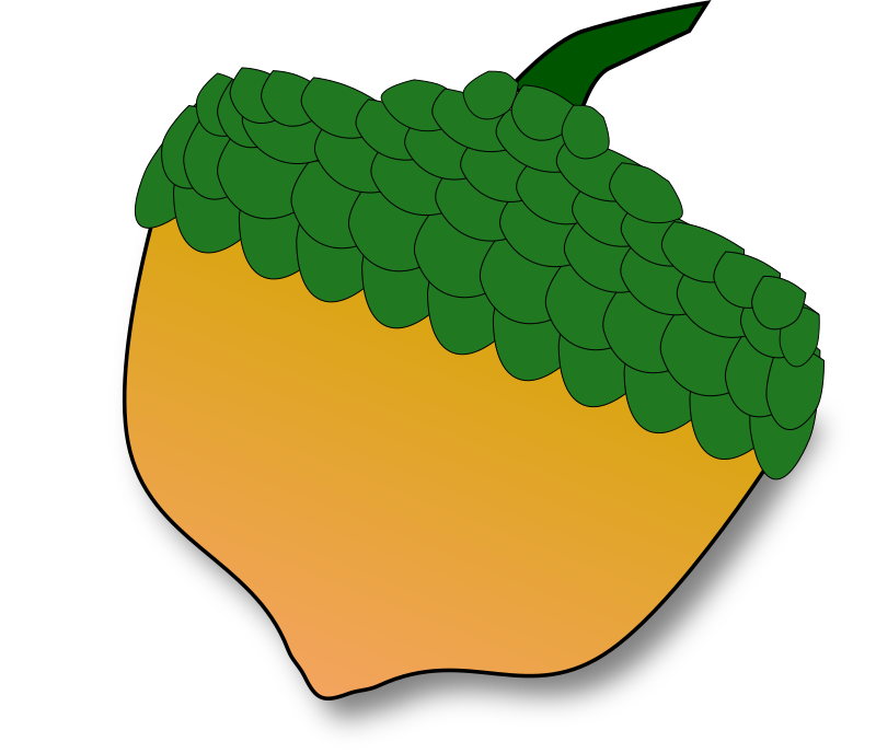 Acorn