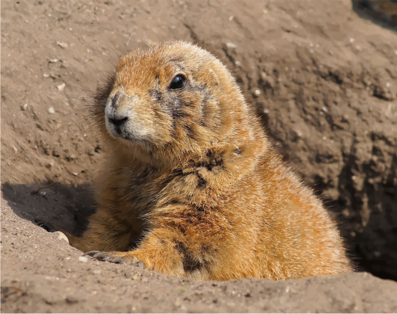 Prairie Dog