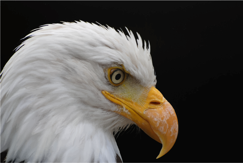 Alopecic Eagle
