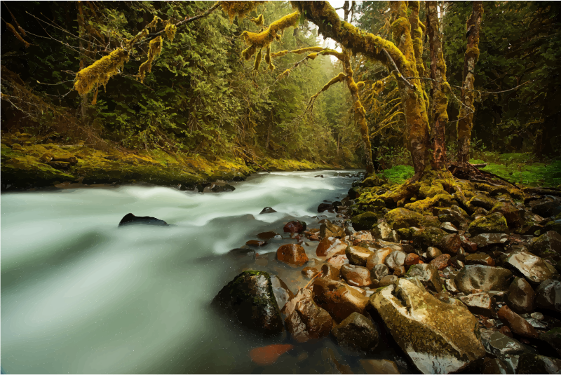 Lush Forest Creek